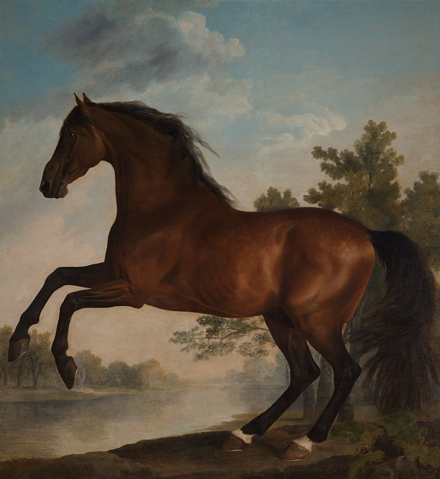 "Scrub - A Bay Horse belonging to the Marquess of Rockingham"