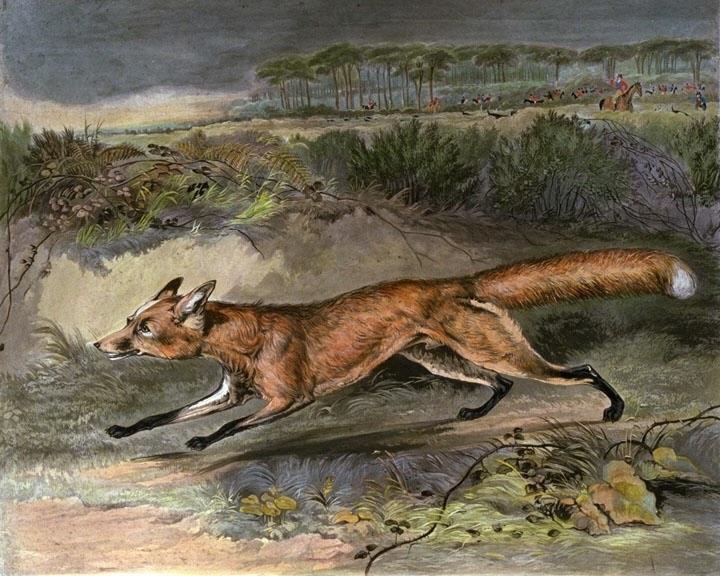 "Fox Breaking Cover" horse racing artwork
