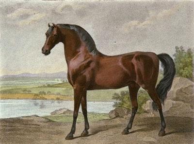 Warren Hastings' Arabian horse racing artwork